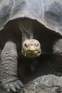 Galapagos-Giant-Tortoise